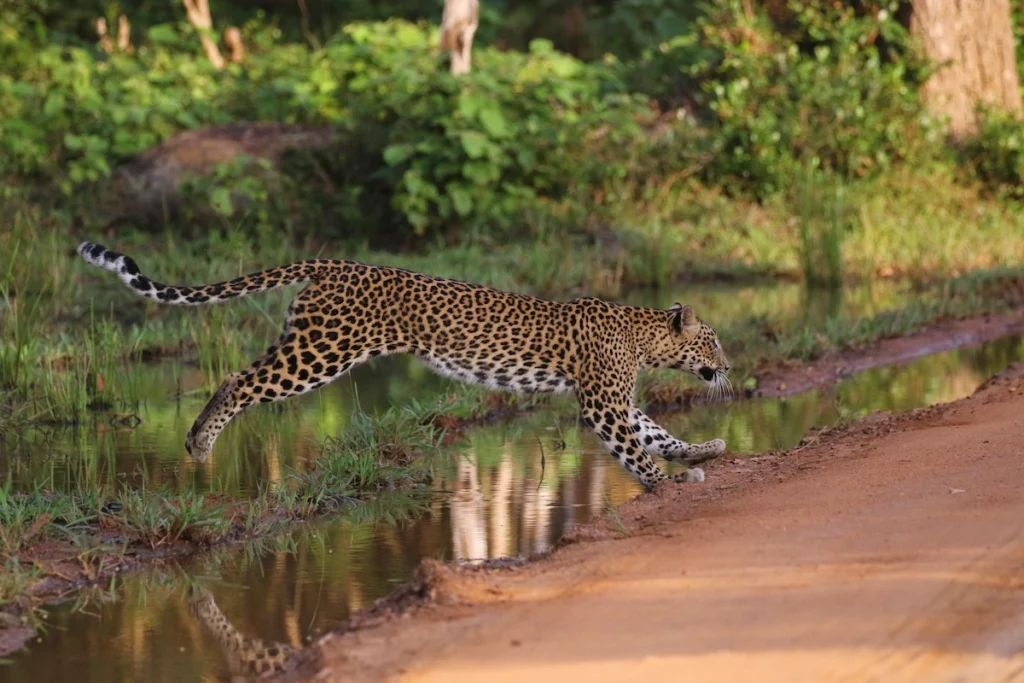 wilpattu national park safari leopardo