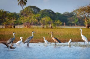 aves en Parque Nacional Kumana costa este