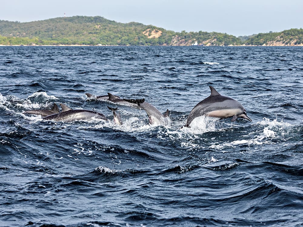 delfines en trincomalee