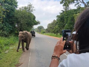elefante safari en sri lanka