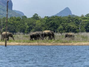 elefantes en parque nacional gal oya sri lanka