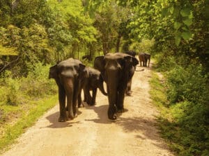 elefantes sri lanka minneriya safari