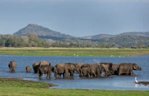 elefantes sri lanka safari minneriya