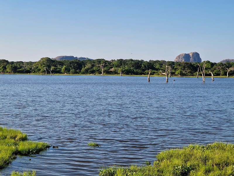 mejor safari sri lanka yala paisaje