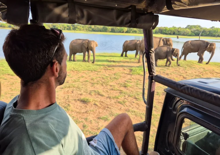 safari sri lanka yo elefantes
