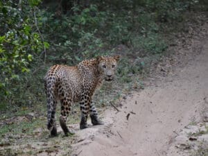 sri lanka mejor safari leopardo yala