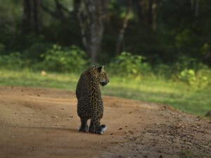 ver leopardos en sri lanka wilpattu