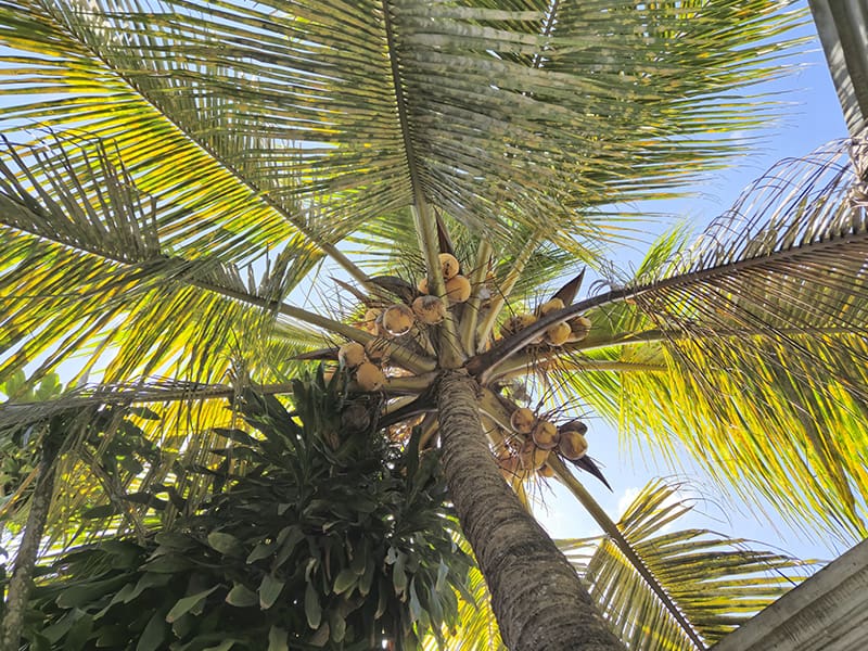 cocos palmera sri lanka seguridad