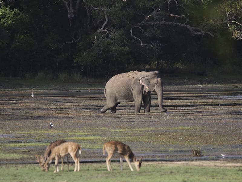como ir de Ella a Yala elefante y ciervos
