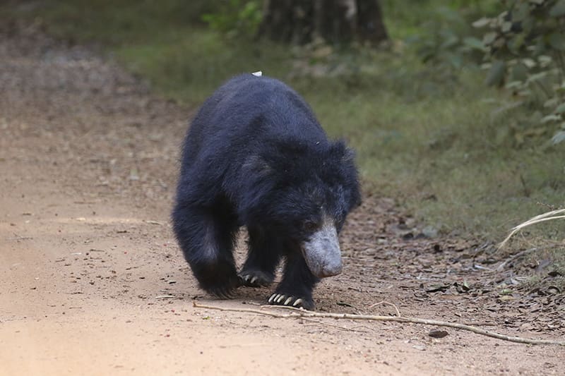 como ir de Negombo a Wilpattu oso