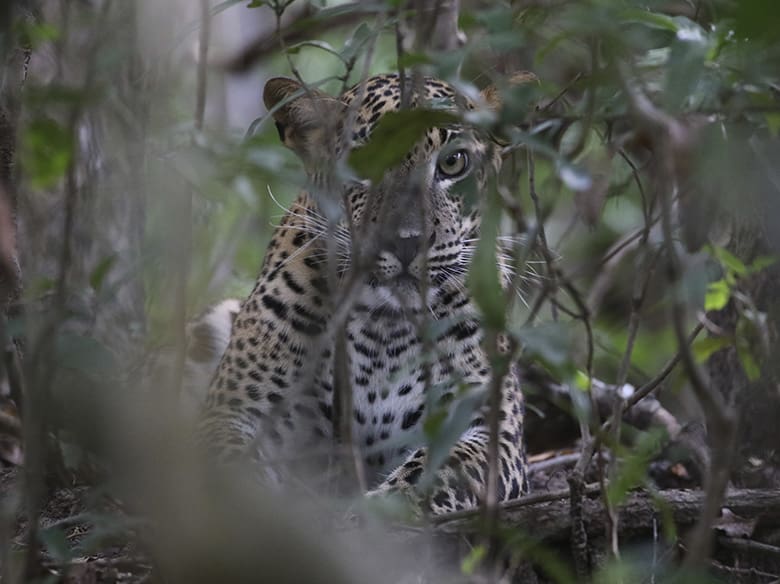 como ir de ella a yala sri lanka