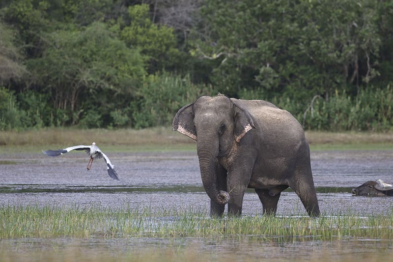 Como llegar a Wilpattu desde Negombo