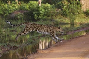 como ir de negombo a wilpattu leopardo