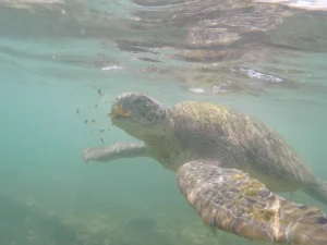 tortuga esnorquel que hacer en el sur de sri lanka