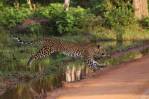 aeropuerto a wilpattu leopardo
