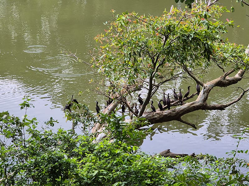 aves cormoranes safari Kaudulla