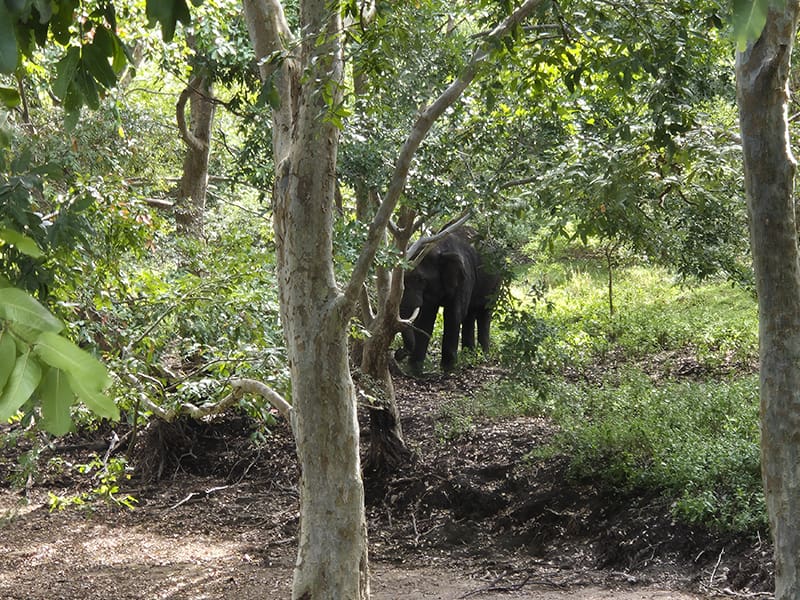 elefante escondido Kaudulla