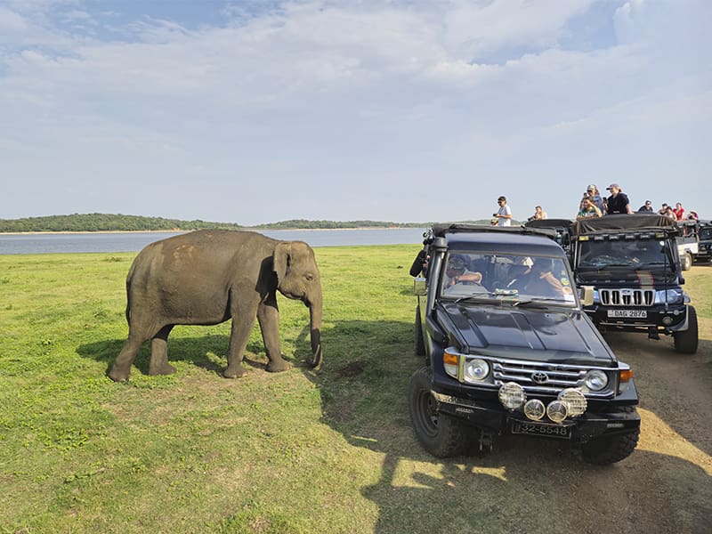 elefante parque nacional Kaudulla jeeps
