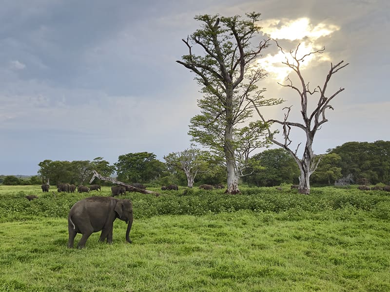 elefantes Kaudulla safari atardecer