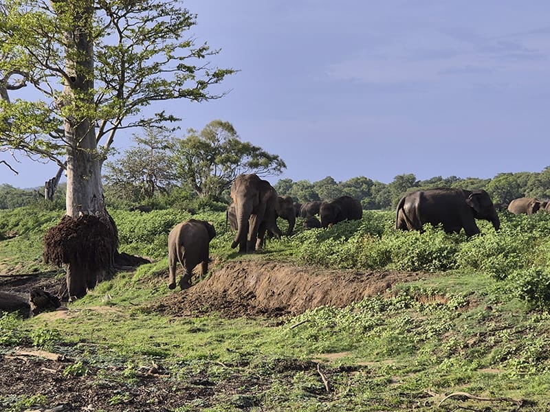 grupo elefantes Kaudulla Sri Lanka reservar safari