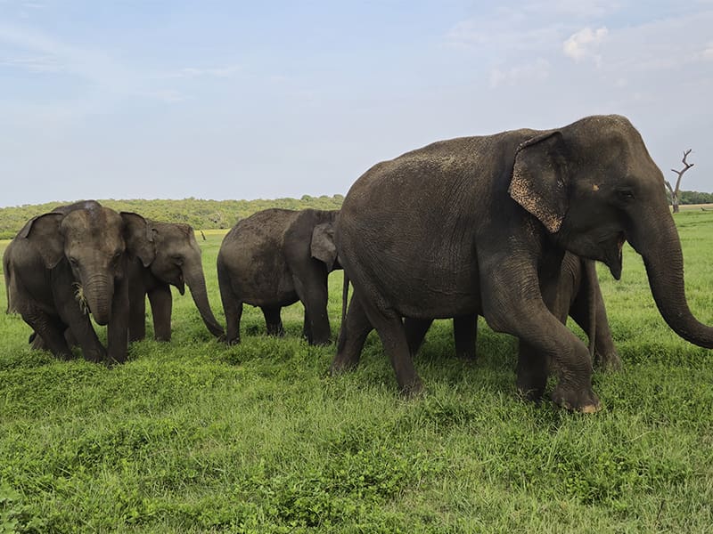 grupo elefantes Kaudulla national park mi safari