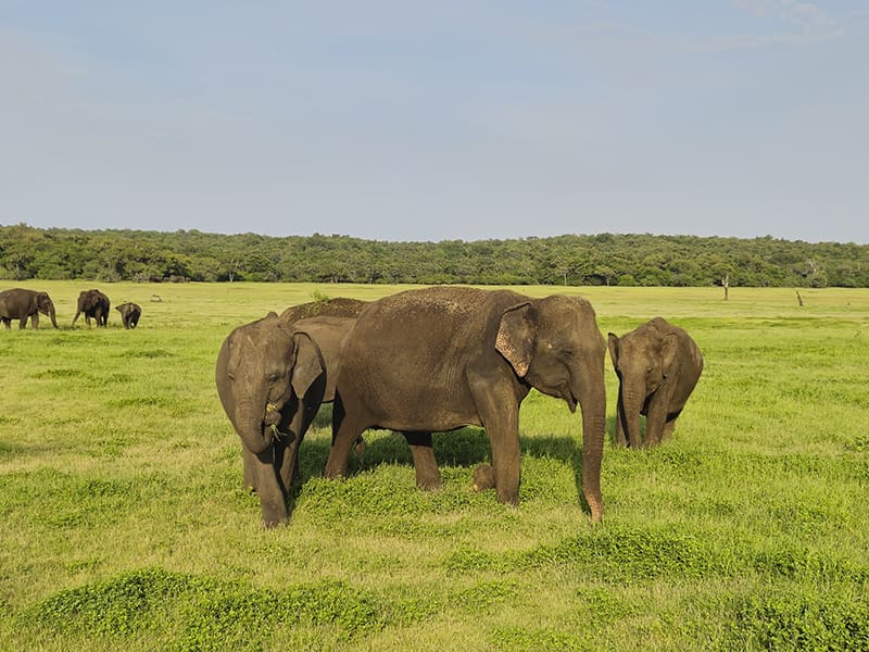 grupo elefantes safari Kaudulla National Park
