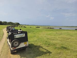 jeeps pasto embalse elefantes Kaudulla National Park