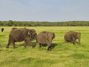 kaudulla national park safari elefantes