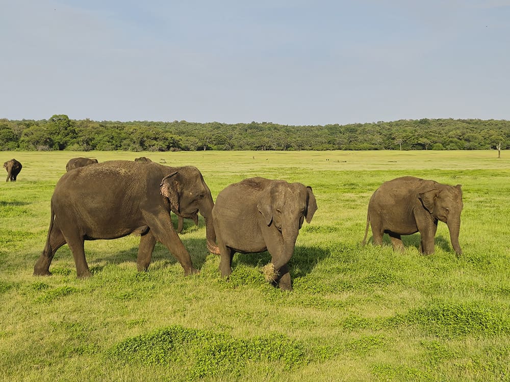 kaudulla national park safari elefantes