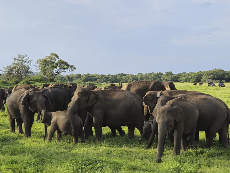 manada elefantes safari sri lanka