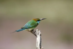 abejaruco de cabeza verde en WIlpattu National Park