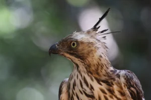 aguila crestada parque nacional wilpattu