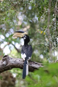 calao malabar aves wilpattu sri lanka