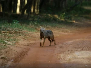 chacal parque nacional wilpattu