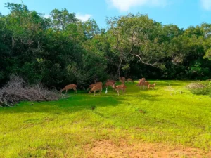 ciervos moteados wilpattu national park sri lanka