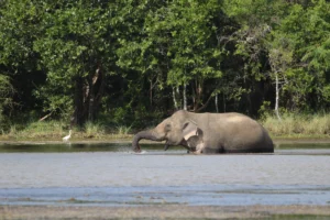 elefante parque nacional wilpattu