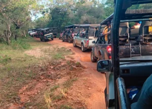 jeeps wilpattu national park