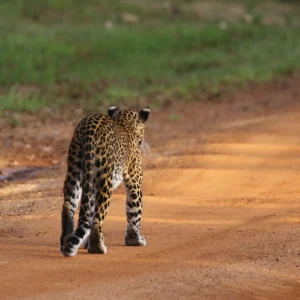 leopardo de ceilan en wilpattu