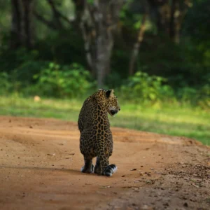 leopardo de ceilan safari en parque nacional wilpattu