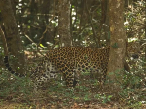 leopardo de ceilan wilpattu national park