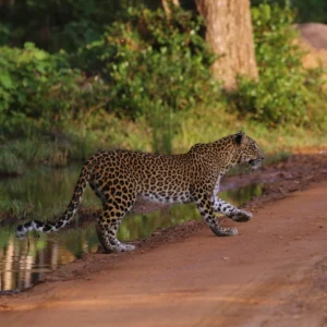 leopardo safari parque nacional wilpattu