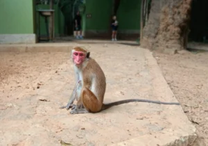 mono macaco de sri lanka parque nacional wilpattu