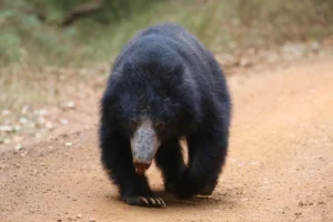 oso perezoso safari en wilpattu
