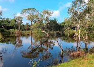 paisaje humedal en safari en wilpattu