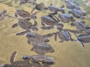 crias de tortugas tanque criadero kosgoda costa sur sri lanka