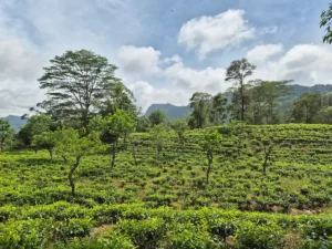 paisaje plantacion de te etapa 1 pekoe trail desde kandy