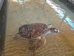 tortuga marina en tanque kosgoda sri lanka