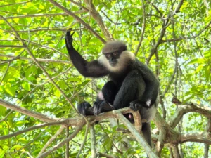 es seguro sri lanka mono
