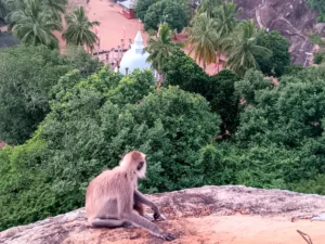 que ver en mihintale sri lanka paisaje mono