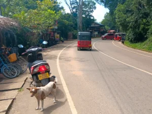 como moverse por sigiriya